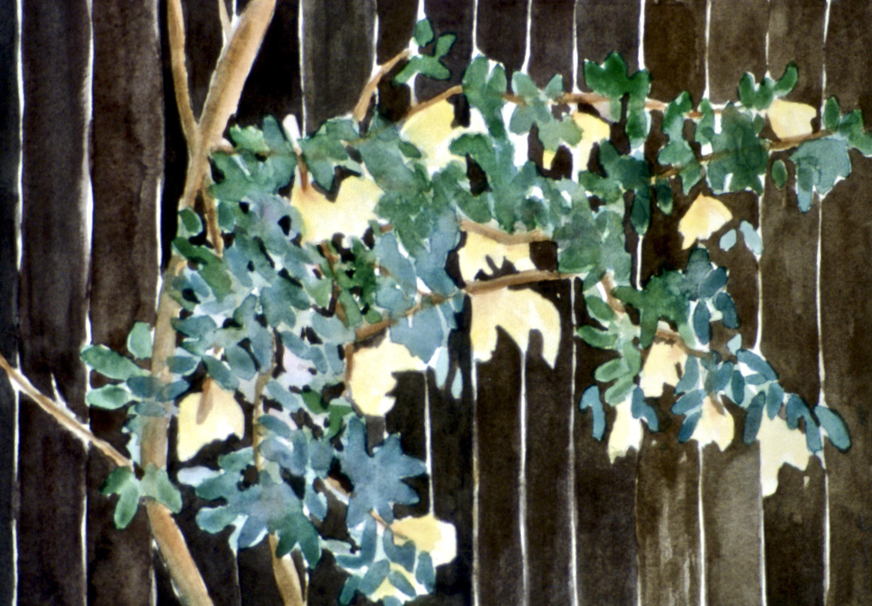 Rosier mouillé / Rosal mojado, 1987 - (18 x 26 cm) 