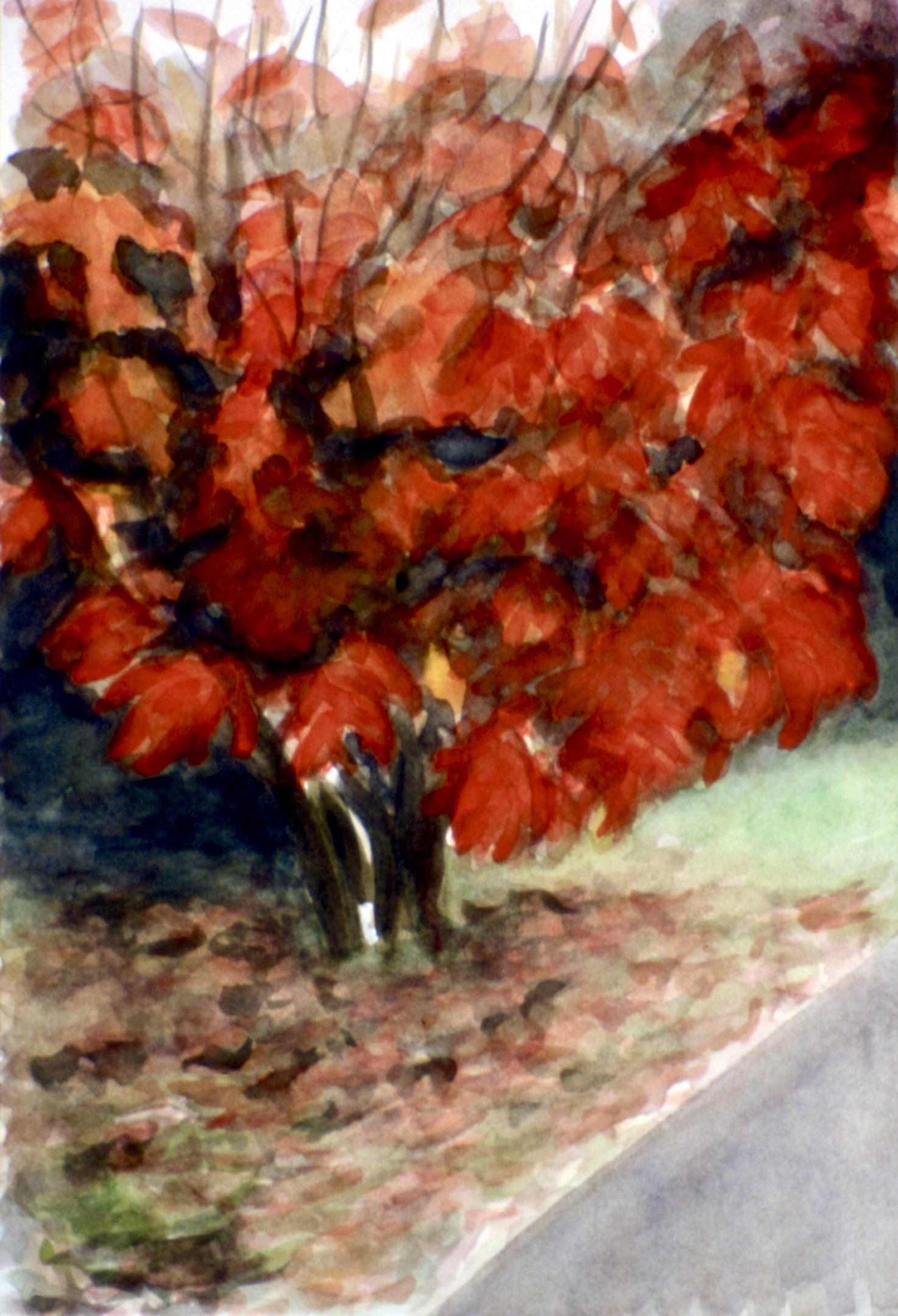 Arbre rouge. Persévérance / Arbol rojo. Perseverncia, 1992 - (36 x 25 cm) 