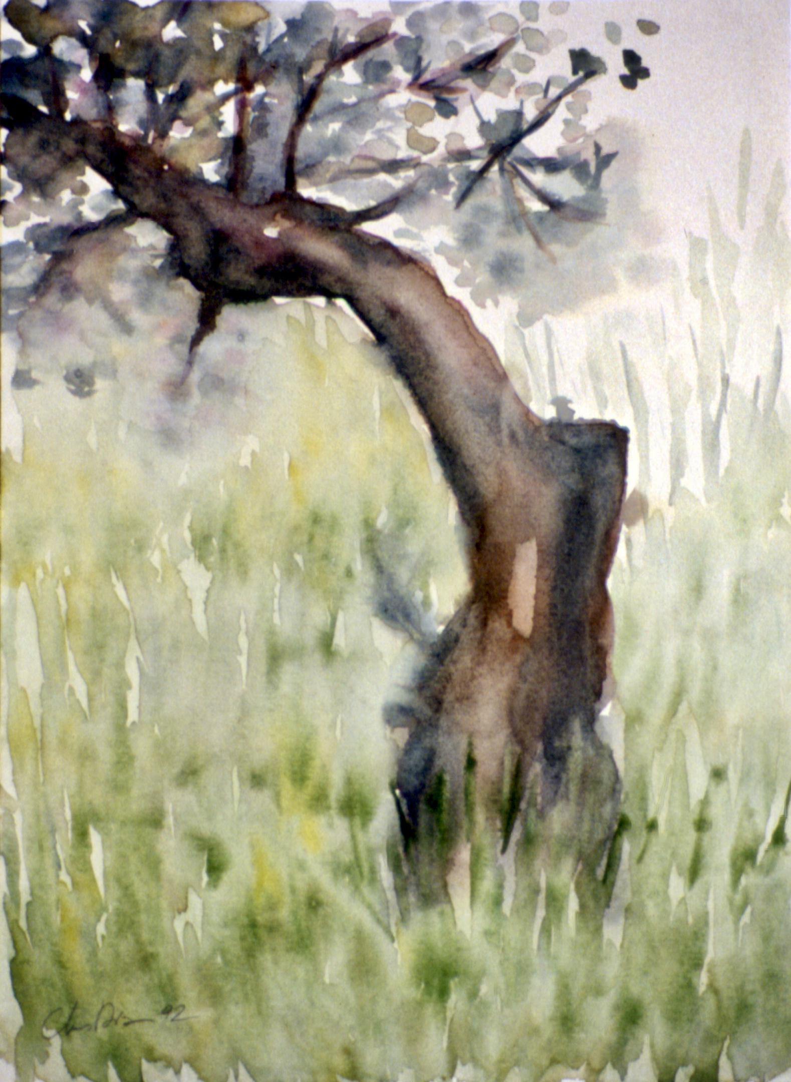 Olivier blessé / Olivo herido, 1992 - (31 x 23 cm) 